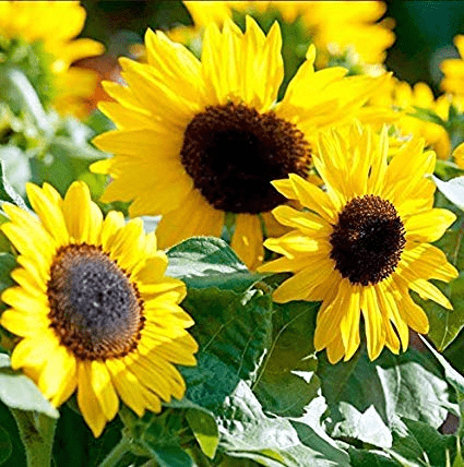 Suntastic Yellow Sunflower