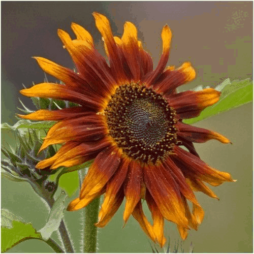 Terracotta Sunflower