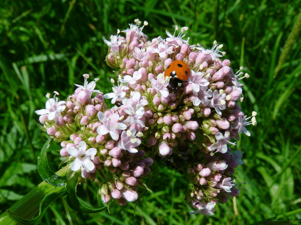 valerian plant