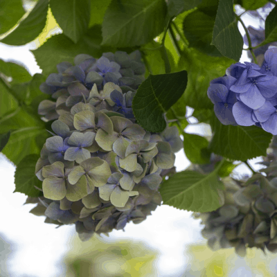 Bigleaf Hydrangeas