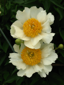 claire de lune peony