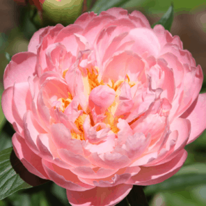 Coral Supreme Peony