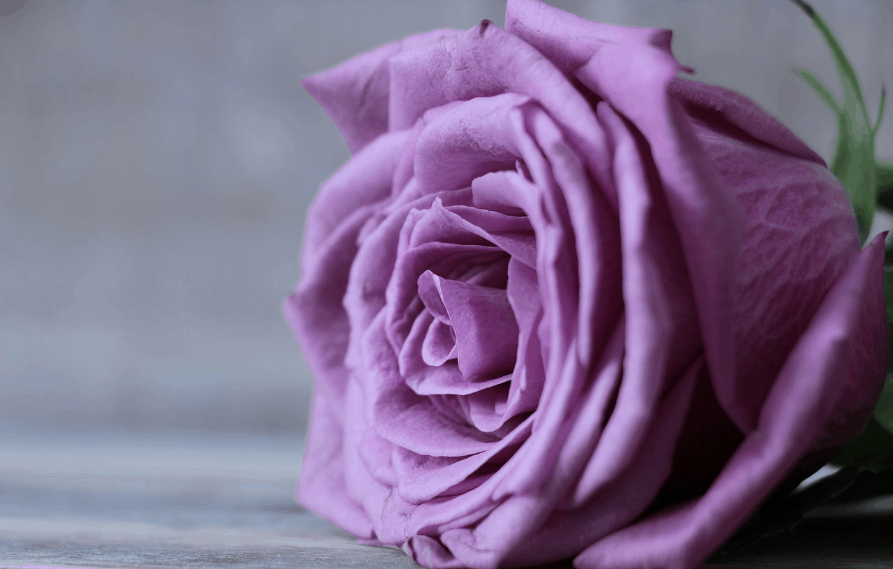 purple roses