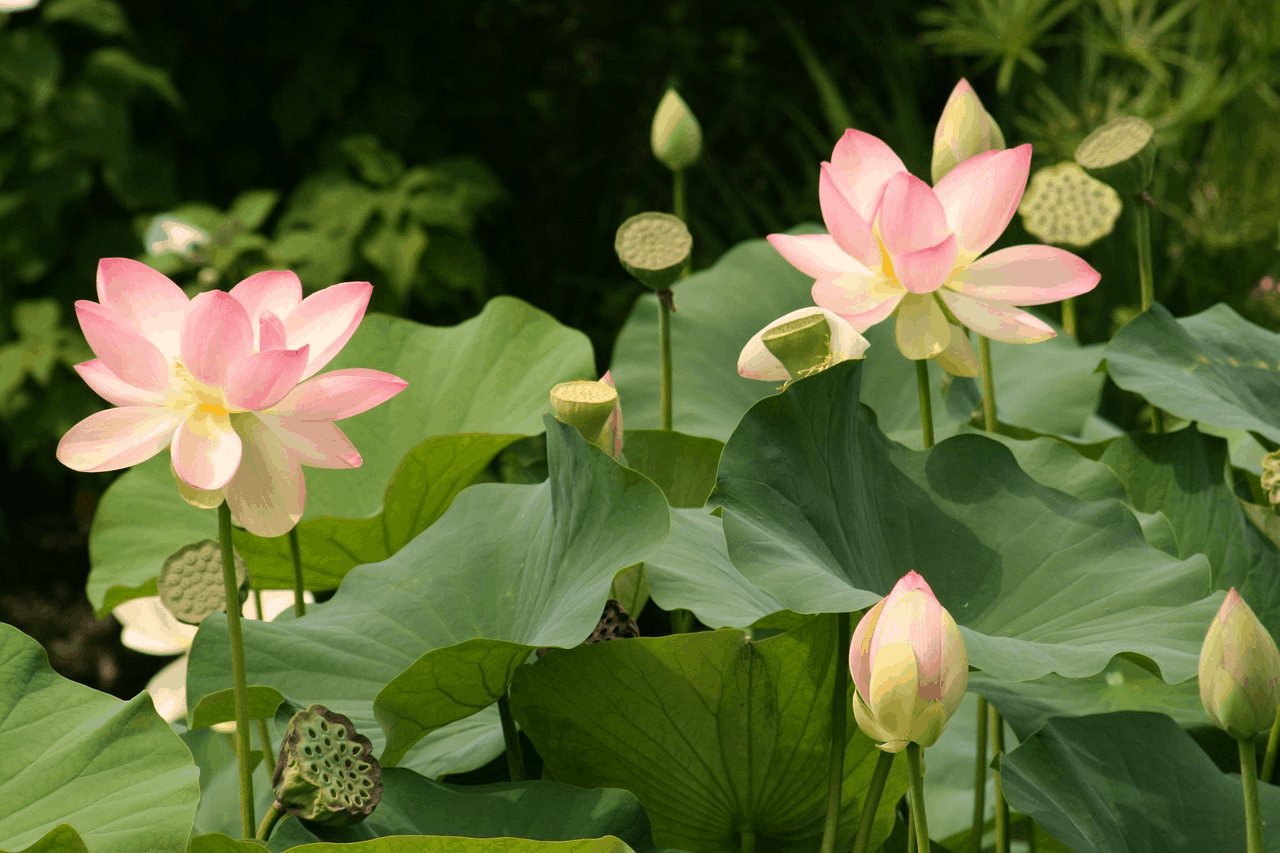 light pink lotus