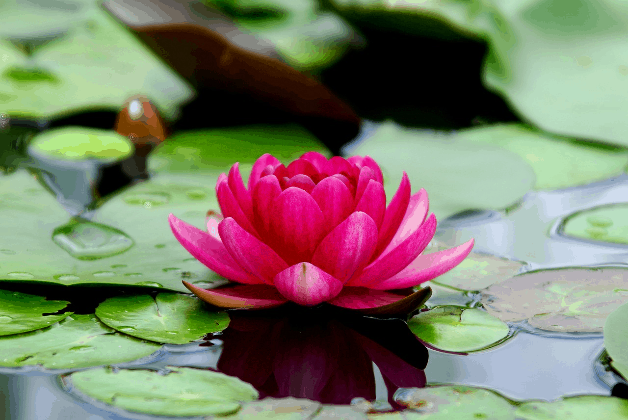 pink lotus flower