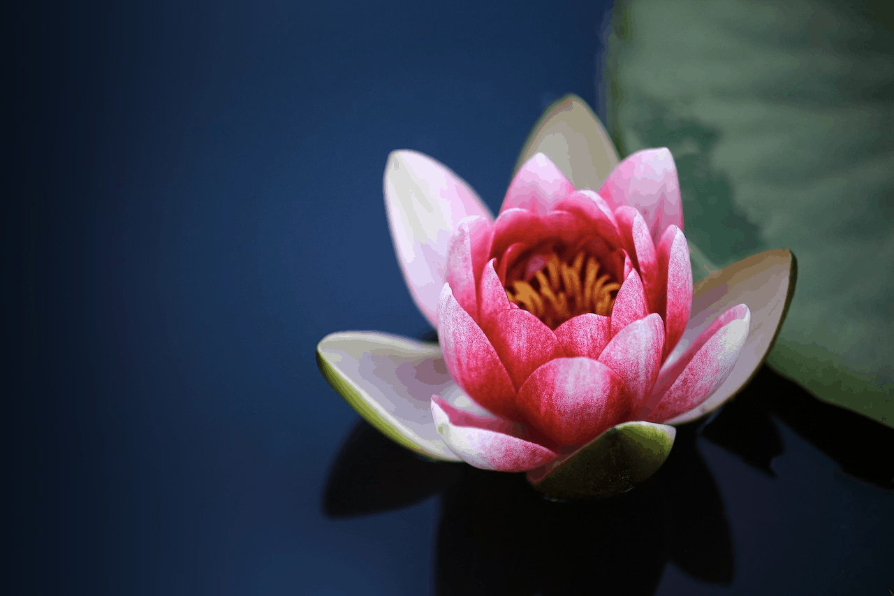 lotus flower