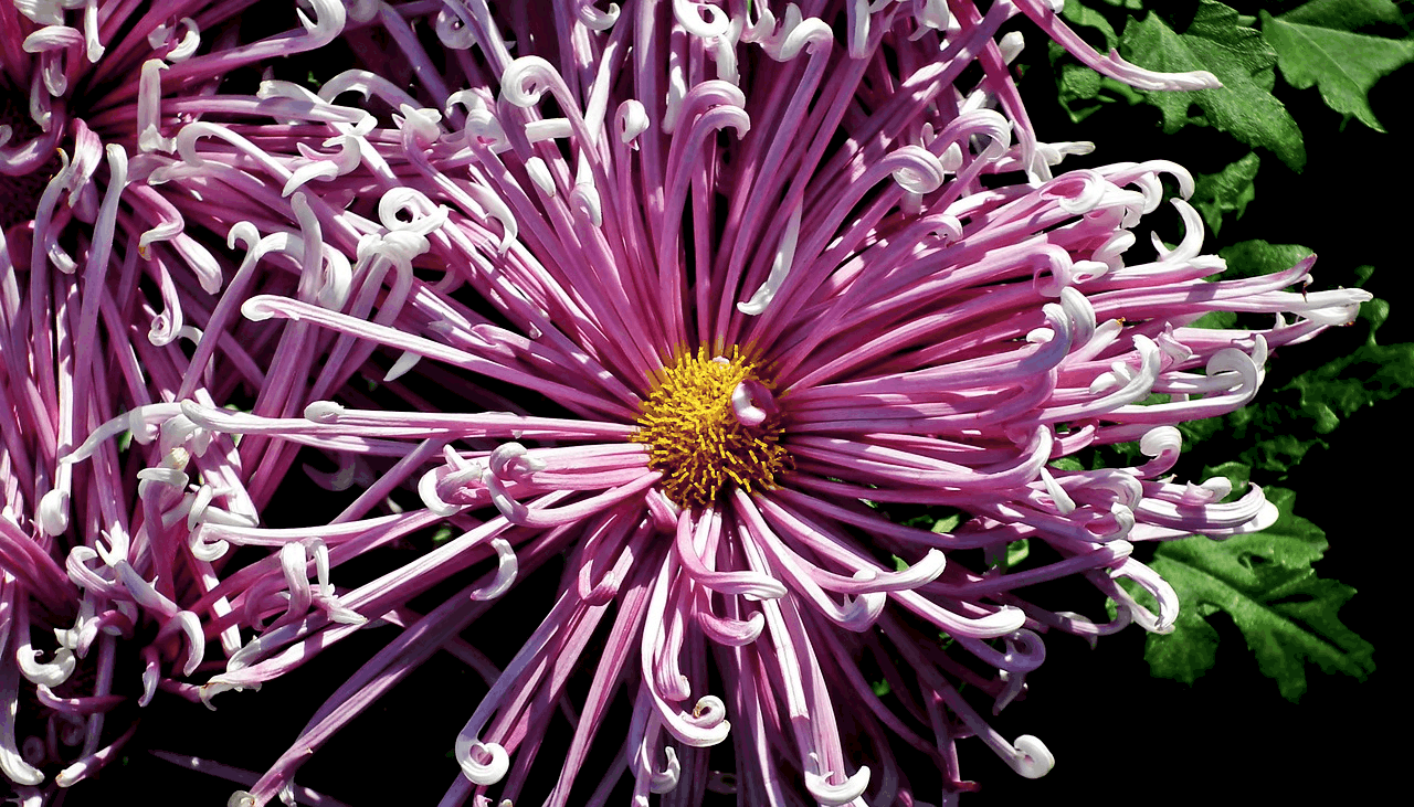 quilled mums