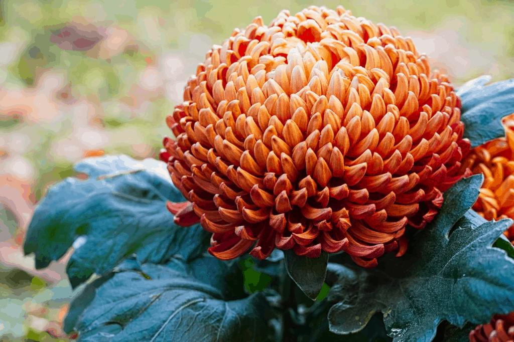 Chrysanthemums Types & How to Care for Them Flower Glossary