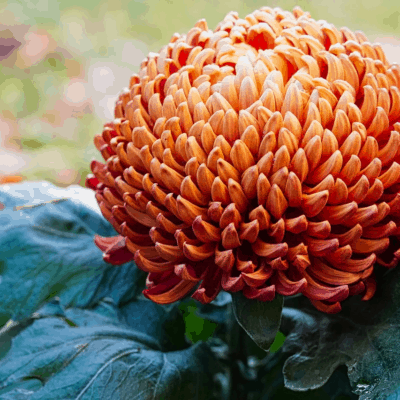 types of chrysanthemums