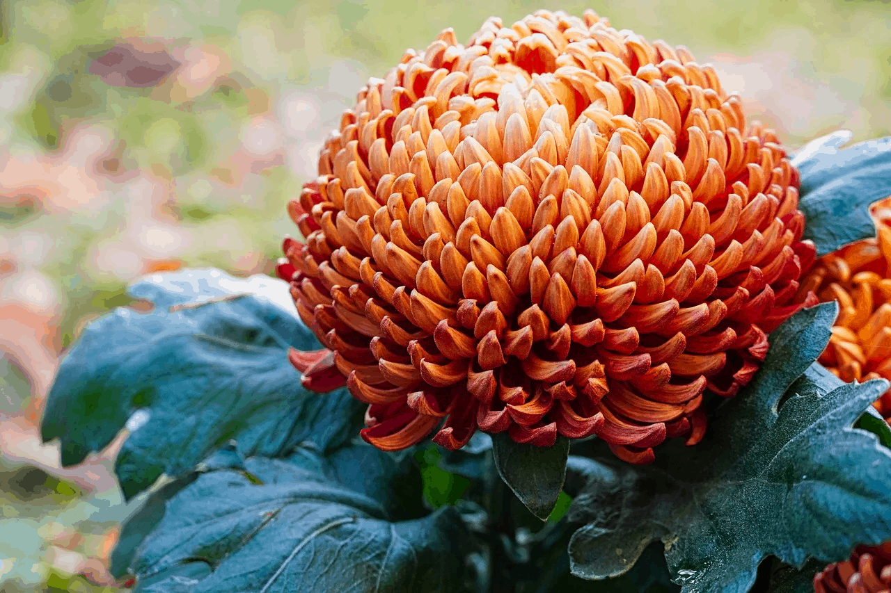 pom pom mums