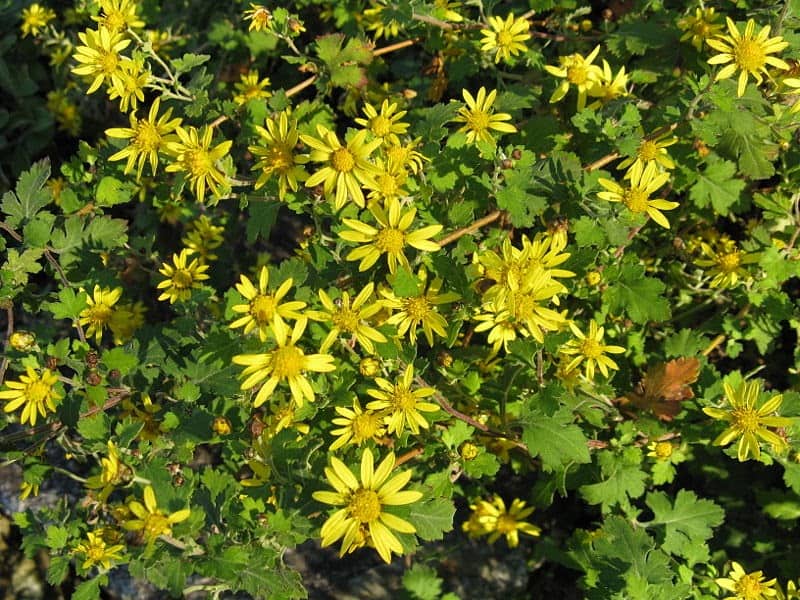 800px Chrysanthemum indicum1