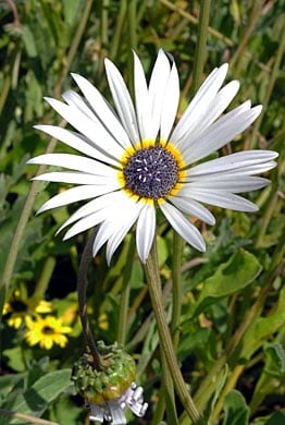 Arctotis grandis Blue eyed African daisy cu