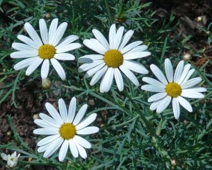 Canary Island Marguerite