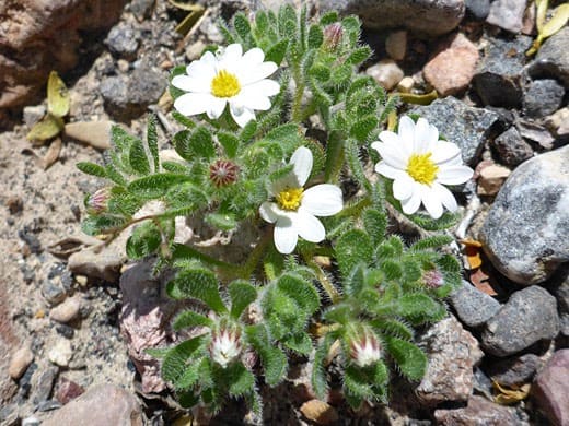 Monoptilon Bellidiforme Daisy Desertstar