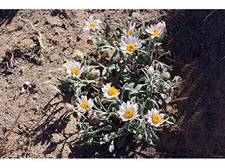 Townsendia florifer