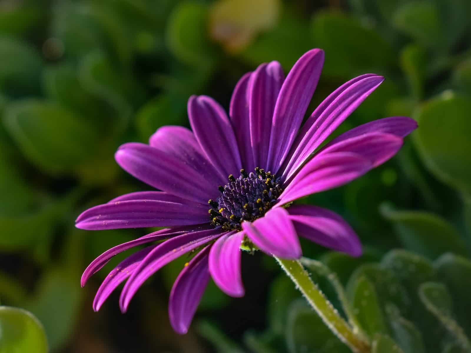 african daisy 3171732 1920