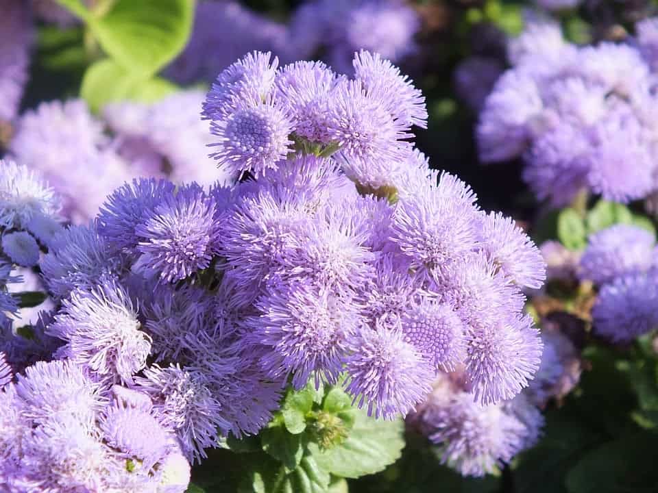 ageratum 813518 960 720