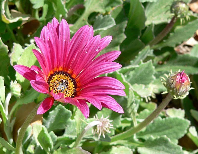 arctotis acaulis big magenta