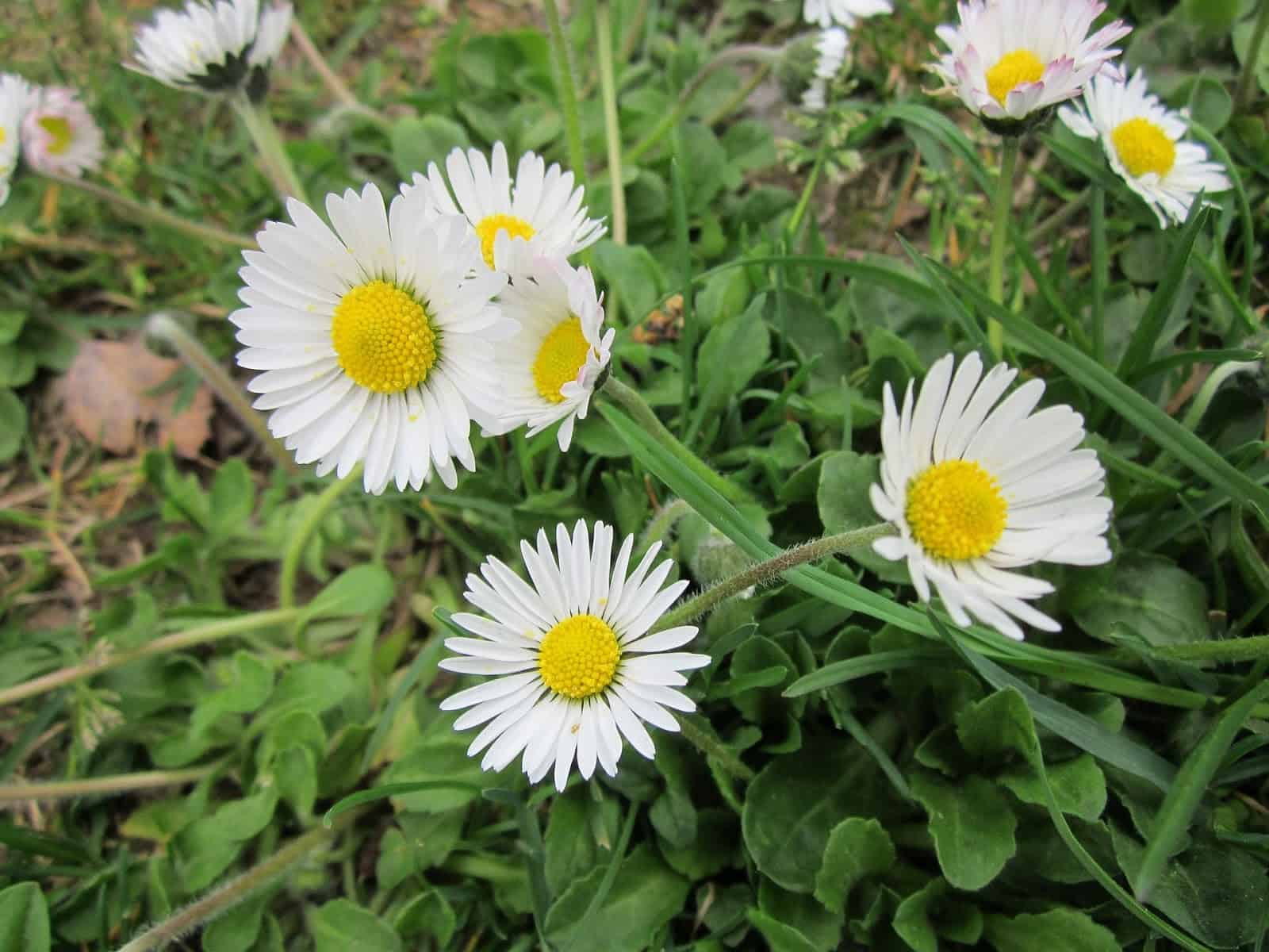 bellis perennis 846462 1920