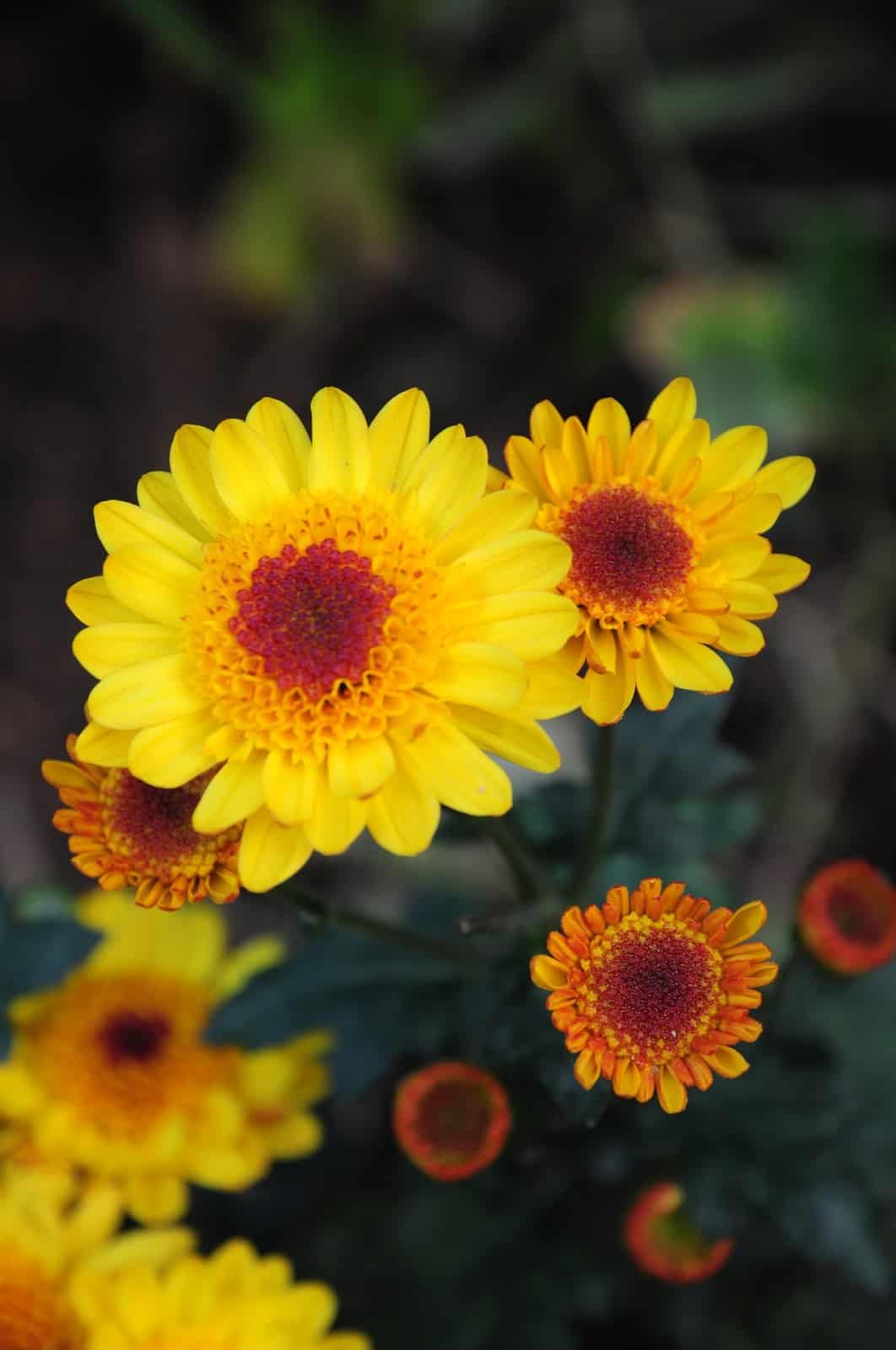 chrysanthemum morifolium 2508259 1920