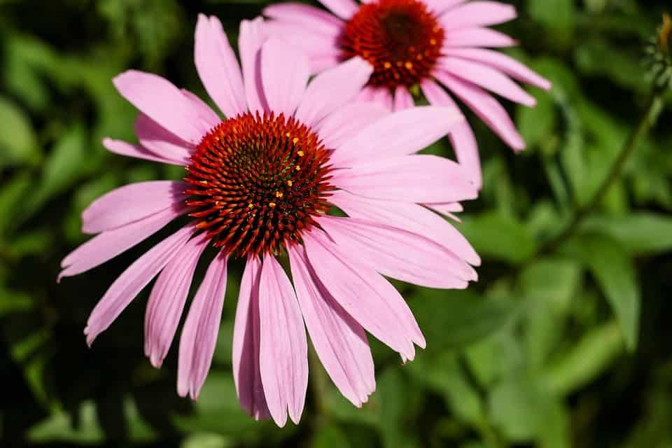 coneflower 1519881 960 720