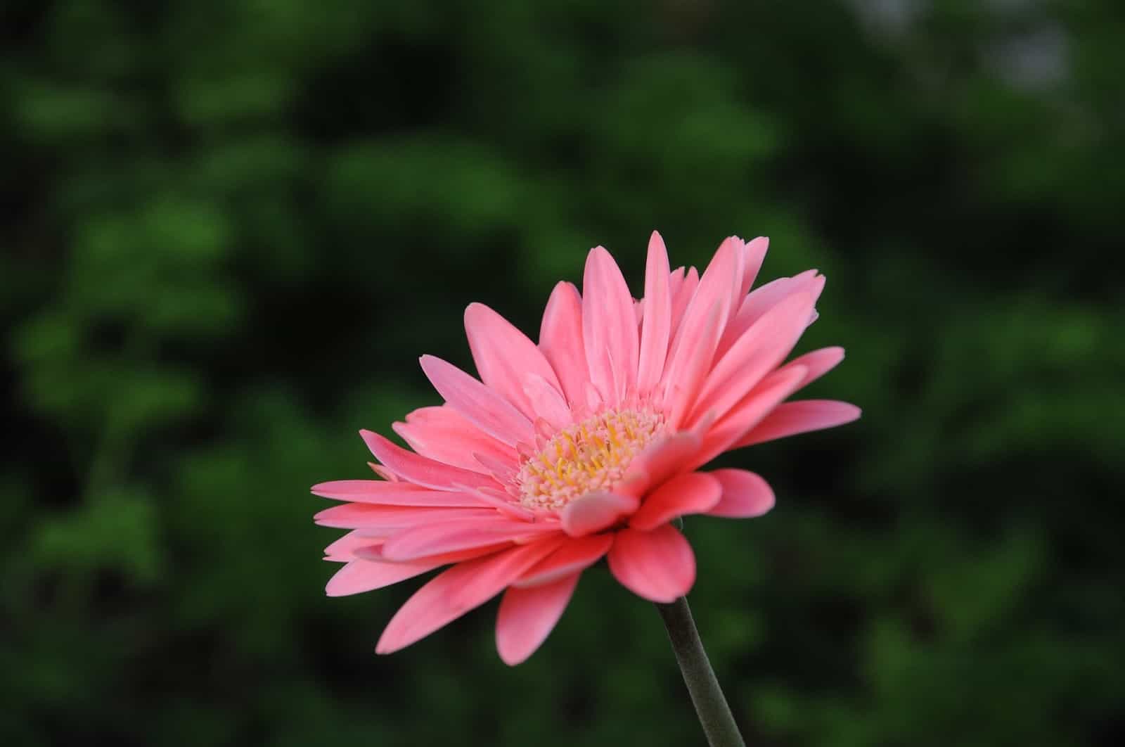 gerbera viridifolia 2508347 1920