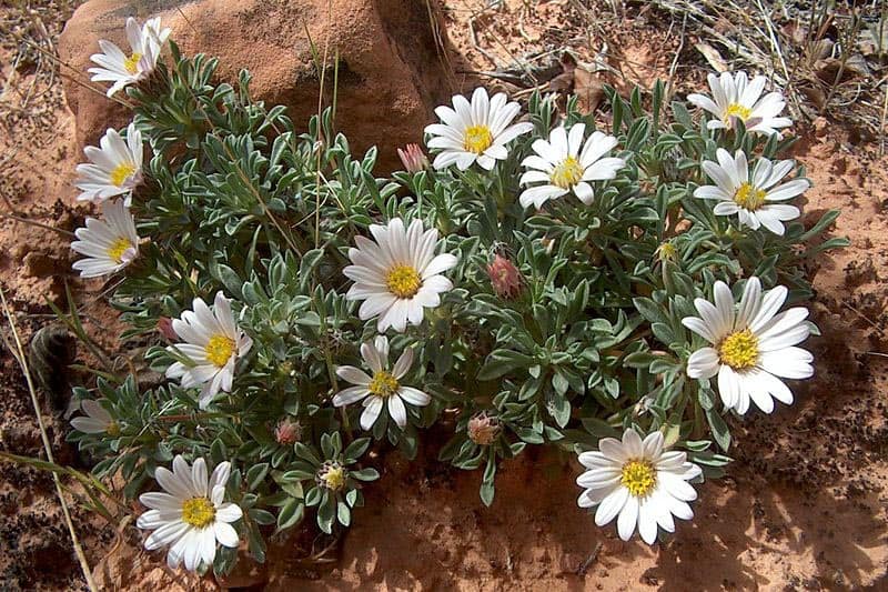 townsendia incana hoary ground daisy