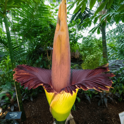 corpse flower