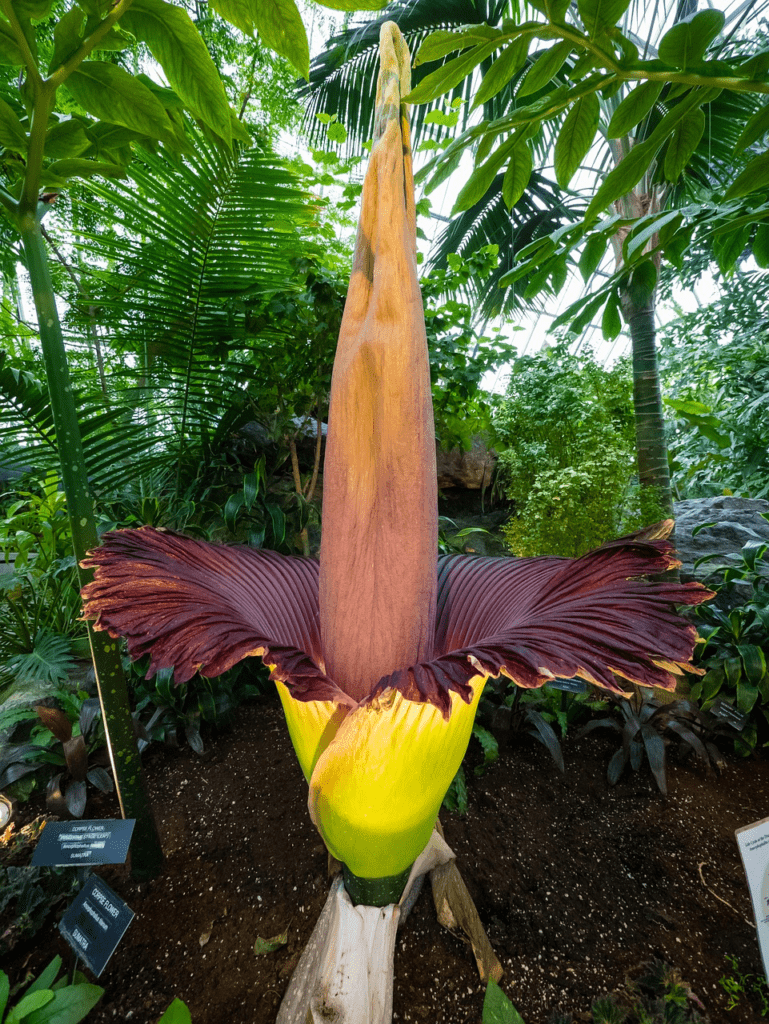 8 Corpse Flower Facts (& tWhy it is so Stinky)  Flower Glossary