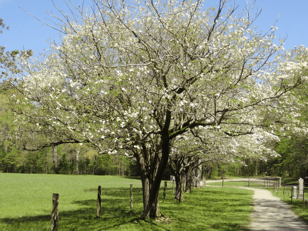 dogwood tree white