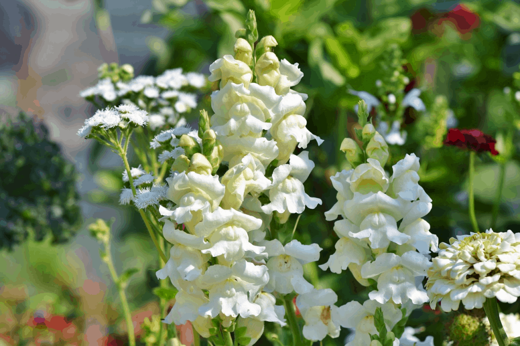 Royal Bride Snapdragons