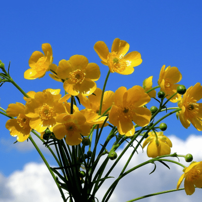 buttercup flowers