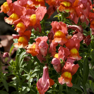 snapdragon