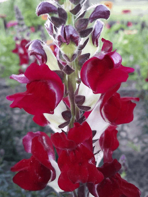 Night and Day Snapdragons