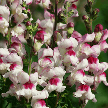 Lucky Lips Snapdragons