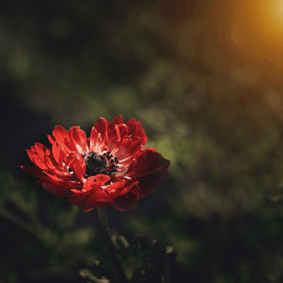 anemone flower
