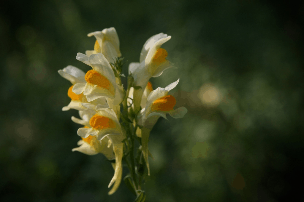 how to grow snapdragons