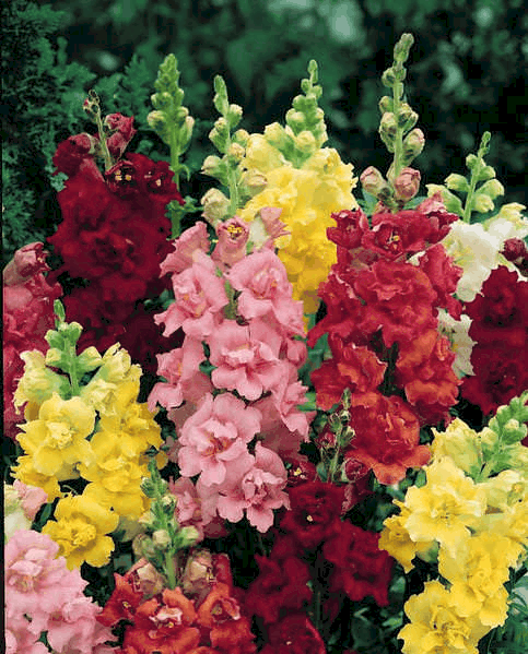 Madame Butterfly Snapdragon Flowers