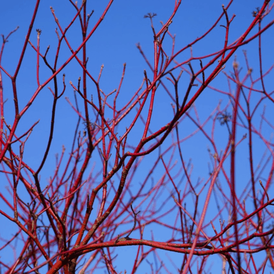 dogwood