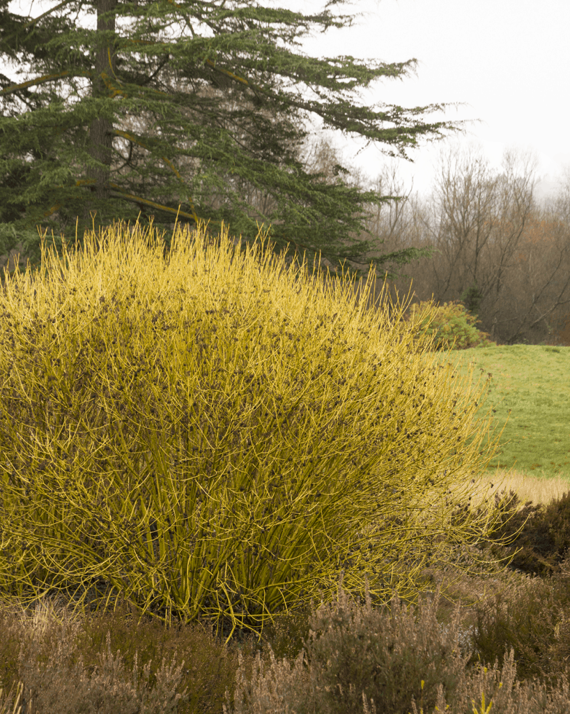 yellow twig dogwood