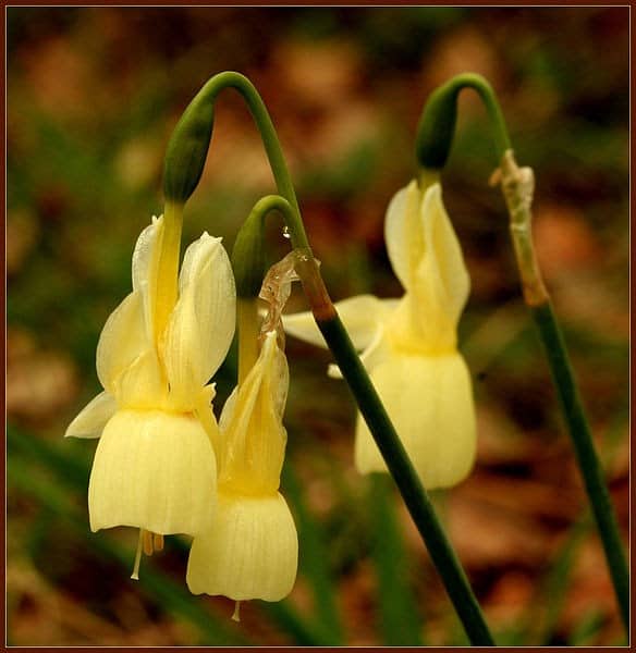 584px Narcissus triandrus 4