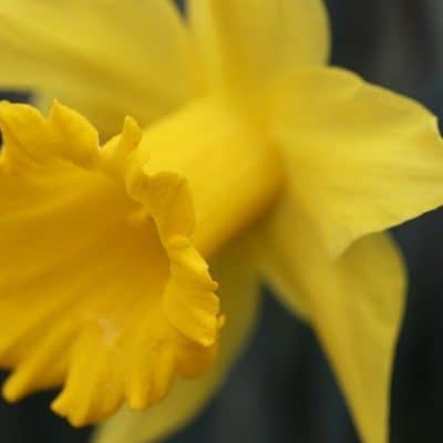 daffodils