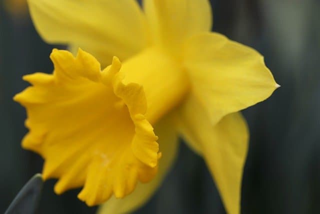 daffodils