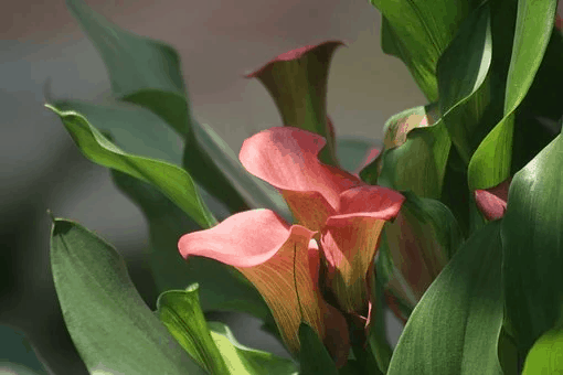 pink calla lilies