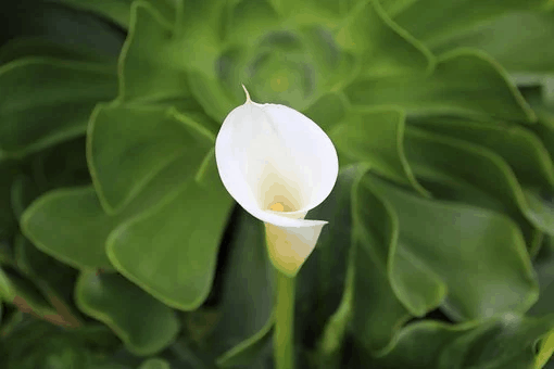 calla lily flower