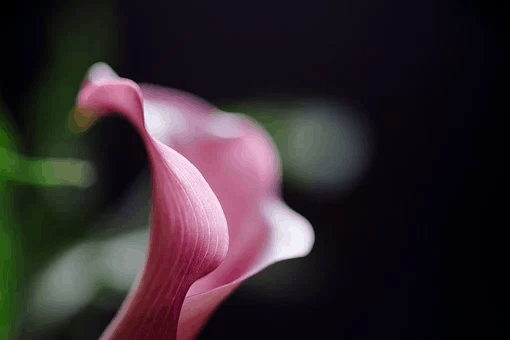 close up of a calla lily flower