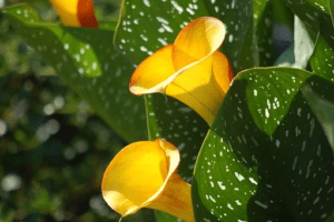 calla lilies