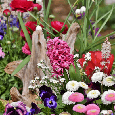 hyacinth