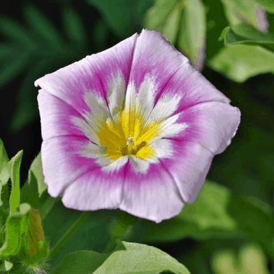 morning glory flowers