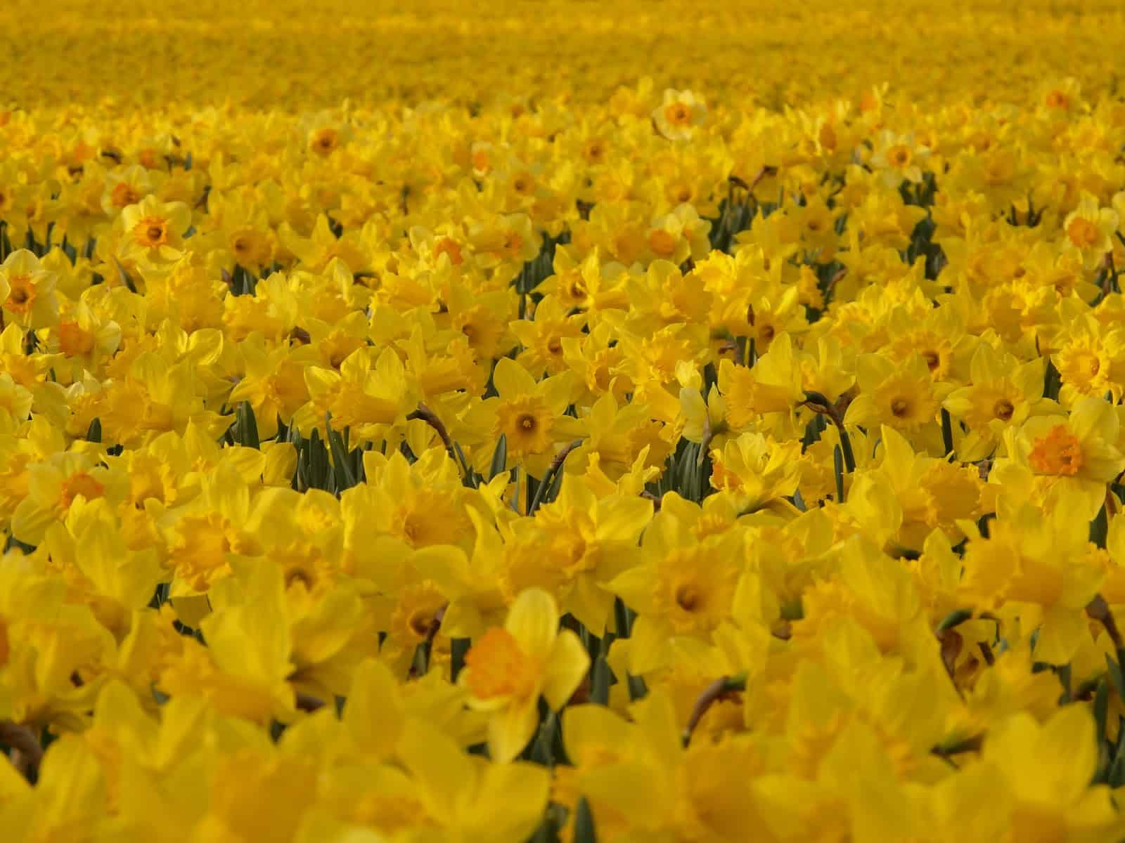 plant field meadow flower spring colorful yellow wildflower flowers bright daffodils narcissus macro photography flowering plant osterglocken daffodil field land plant 1156243